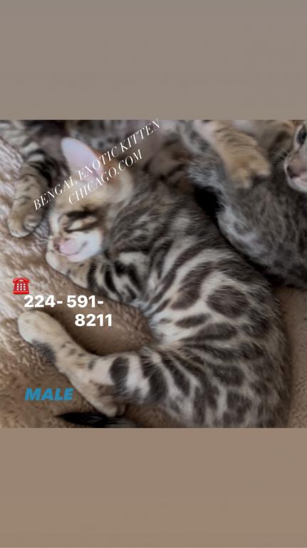 Bengal Kitten Silver Male photo 6