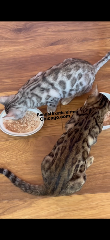 Bengal Kitten Silver Male photo 2