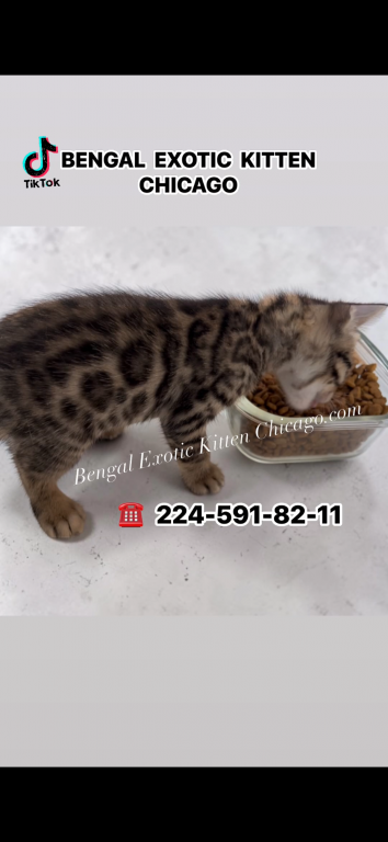 Bengal Kitten Silver Male photo 5