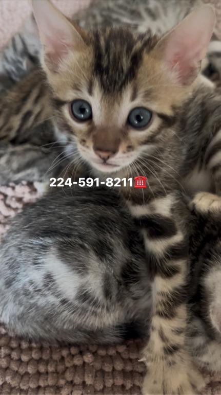 Bengal Kitten Silver Male photo 4