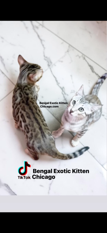 Bengal Kitten Silver Male