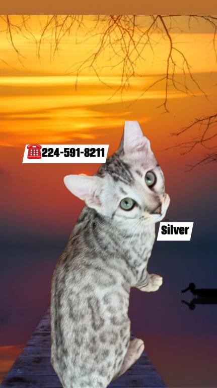 Bengal Kitten Silver Male photo 7