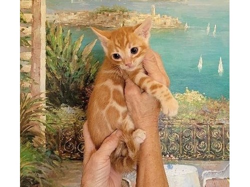 Gorgeous Bengal Kittens Available Now photo 11