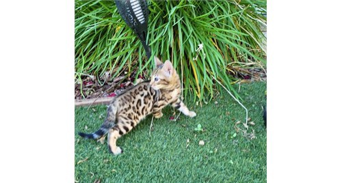 Gorgeous Bengal Kittens Available Now photo 8
