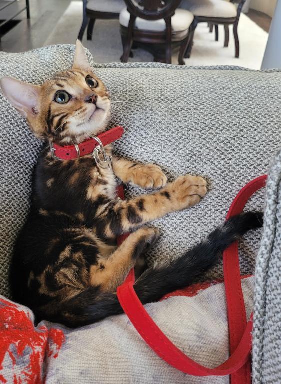 Gorgeous Bengal Kittens Available Now photo 6