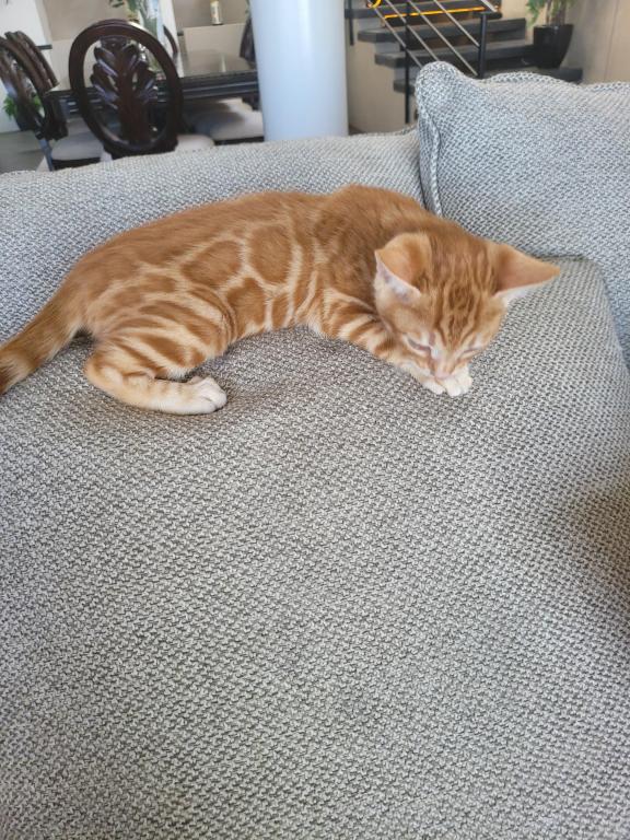 Gorgeous Bengal Kittens Available Now photo 4