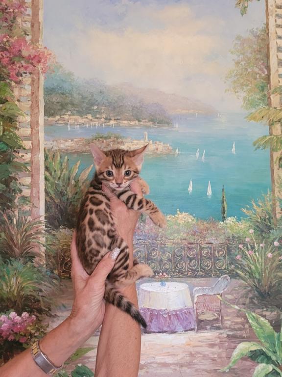 Gorgeous Bengal Kittens Available Now photo 10