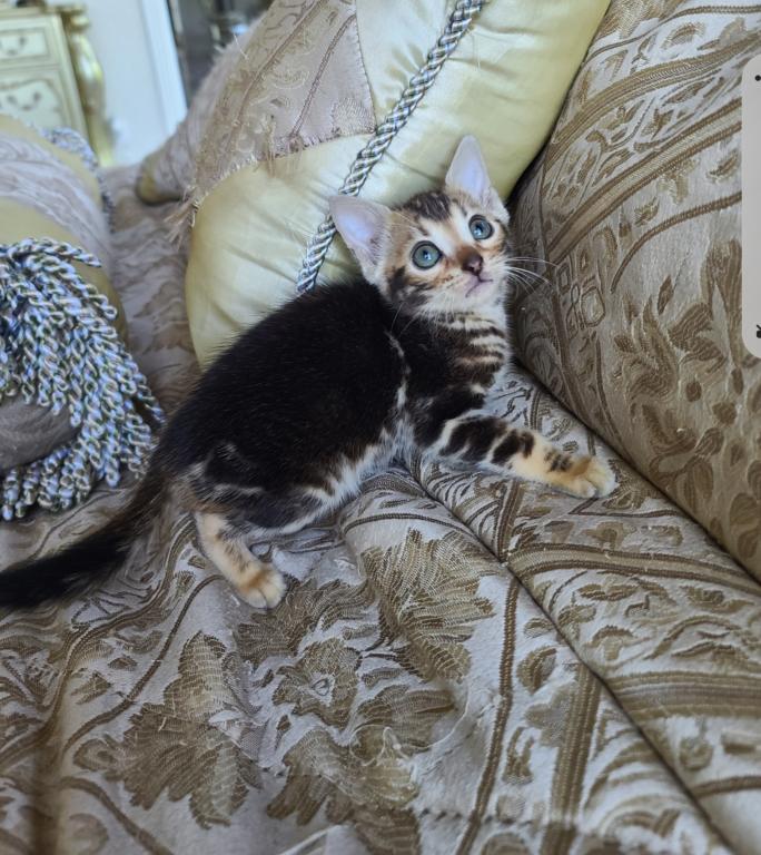 Gorgeous Bengal Kittens Available Now photo 13