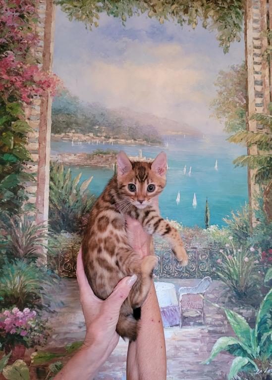 Gorgeous Bengal Kittens Available Now photo 3