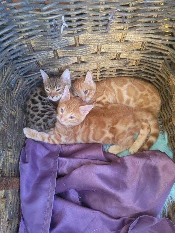 Gorgeous Bengal Kittens Available Now photo 5