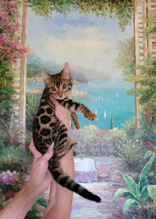 Gorgeous Bengal Kittens Available Now photo 2