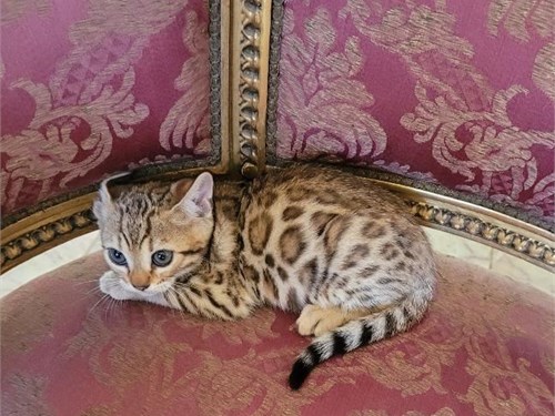 Gorgeous Bengal Kittens Available Now