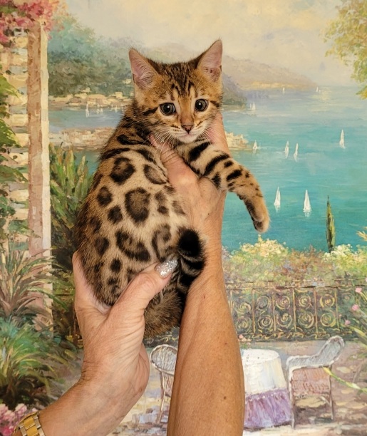 Gorgeous Bengal Kittens Available Now photo 9
