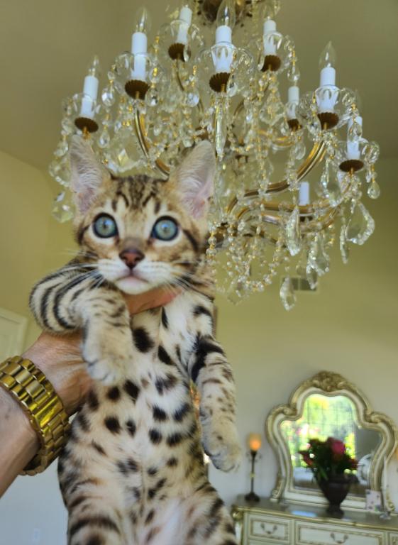 Gorgeous Bengal Kittens Available Now photo 14