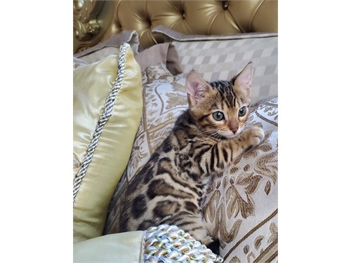 Gorgeous Bengal Kittens Available Now photo 7
