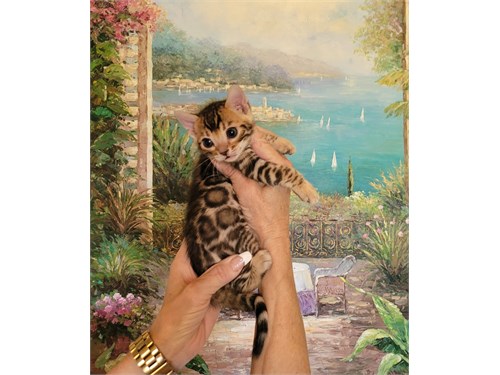 Gorgeous Bengal Kittens Available Now photo 12