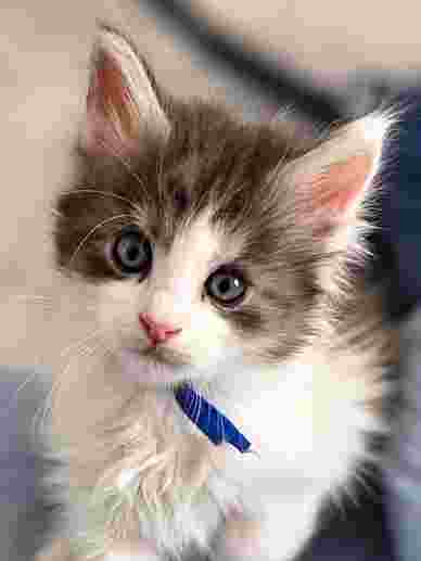 FEMALE BLUE And WHITE TABBY