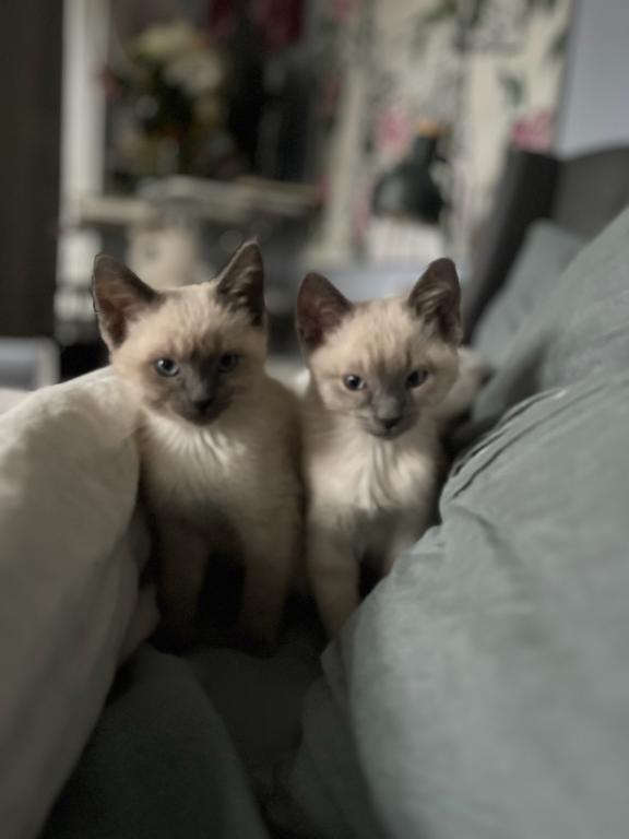 Siamese Kittens For A Forever Home