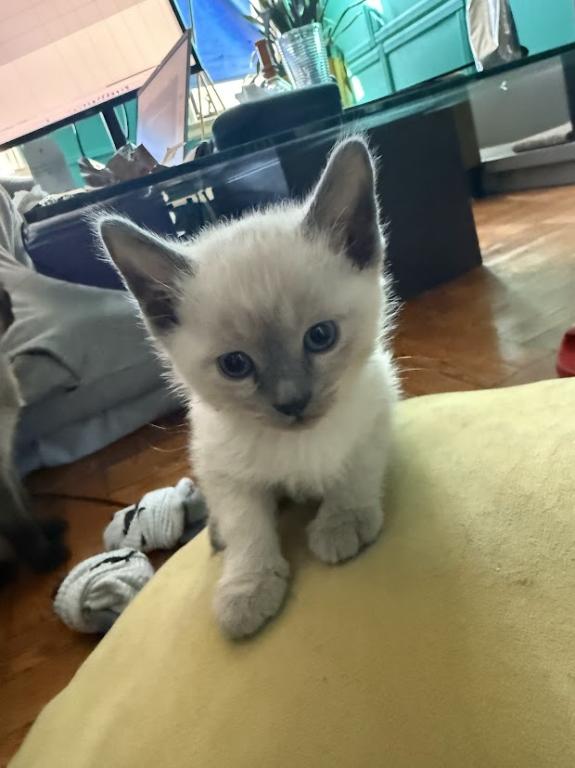 Siamese Kittens For A Forever Home photo 10