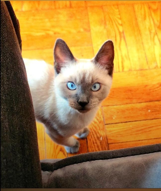 Siamese Kittens For A Forever Home photo 6