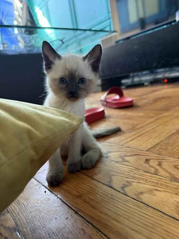 Siamese Kittens For A Forever Home photo 9