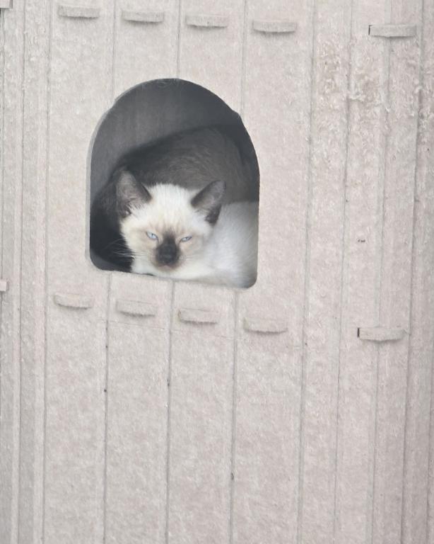 Siamese Kittens For A Forever Home photo 11
