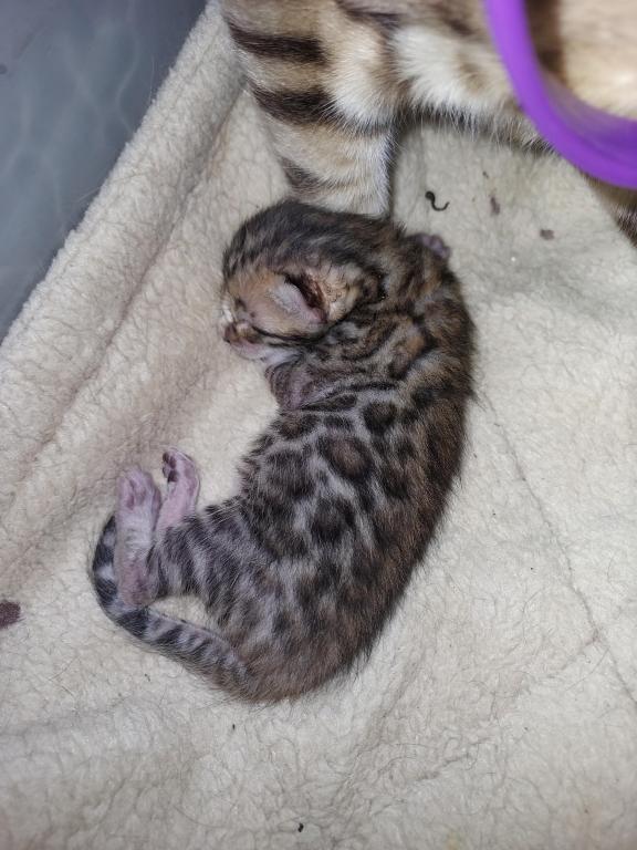 XL Bengal