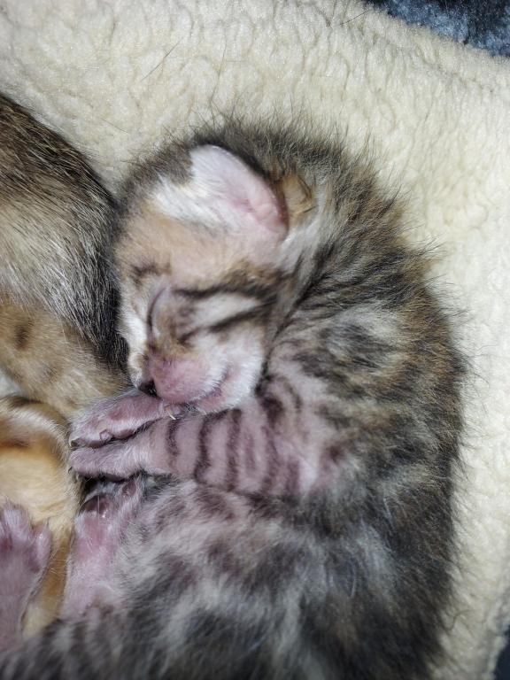 XL Bengal photo 5