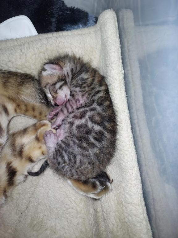 XL Bengal photo 3