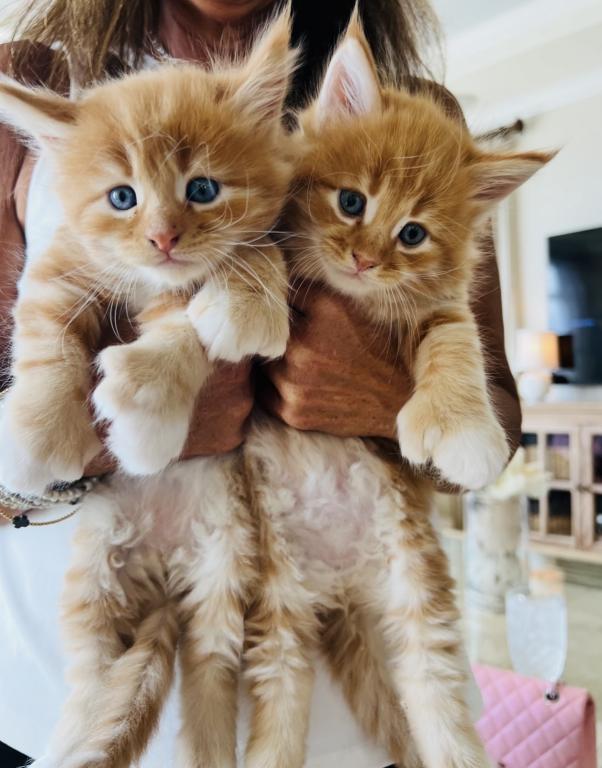 Kittens Arrived photo 9