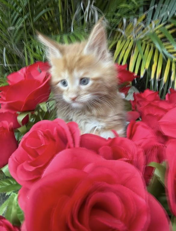 Kittens Arrived photo 4
