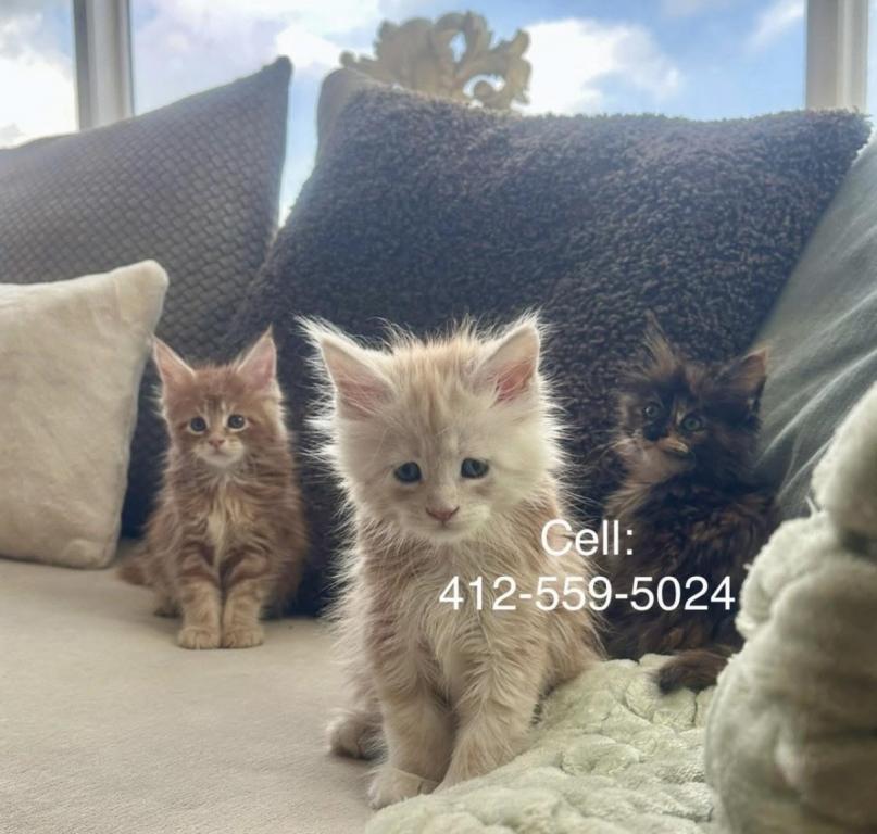 Kittens Arrived photo 8