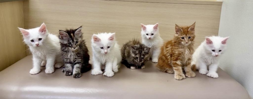 Kittens Arrived photo 13
