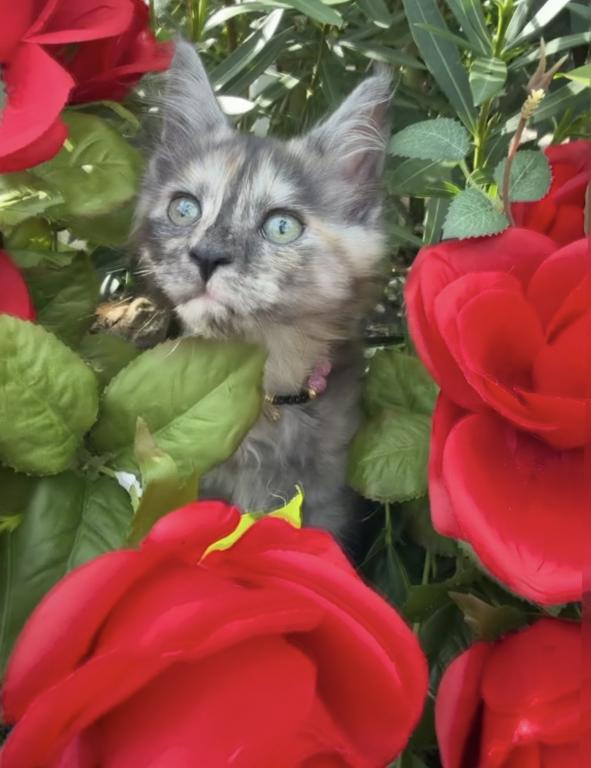 Kittens Arrived photo 12