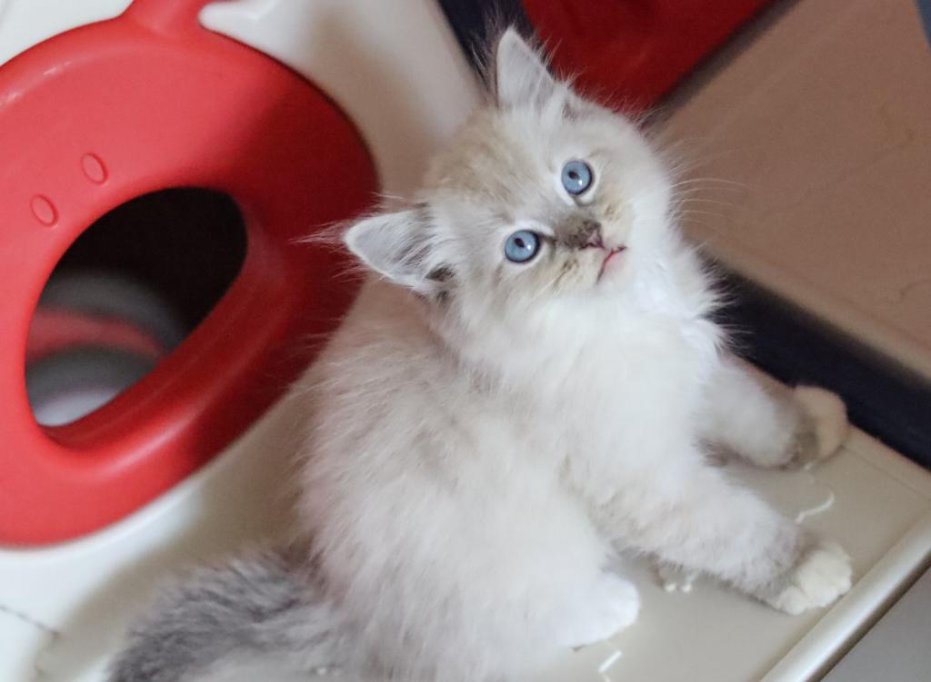 Blue Lynx Mitted photo 1