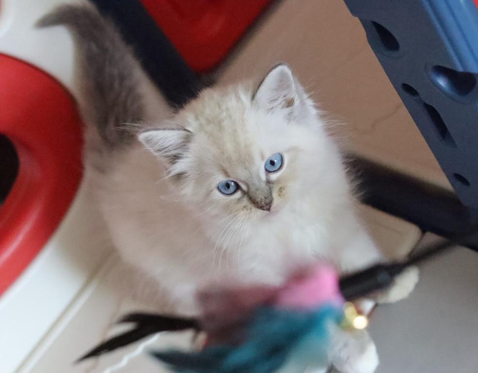 Blue Lynx Mitted photo 3