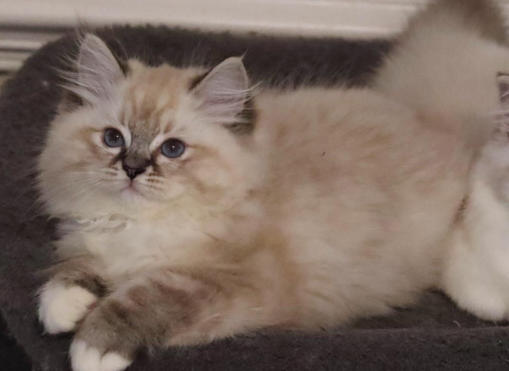 Seal Lynx Mitted