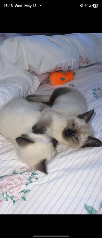 Motchi And Siblings photo 4