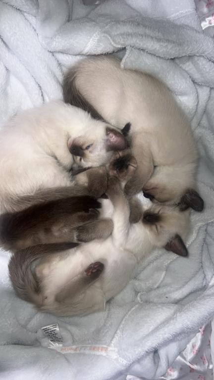 Motchi And Siblings photo 3
