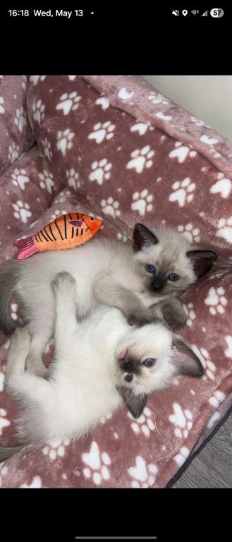 Motchi And Siblings photo 5