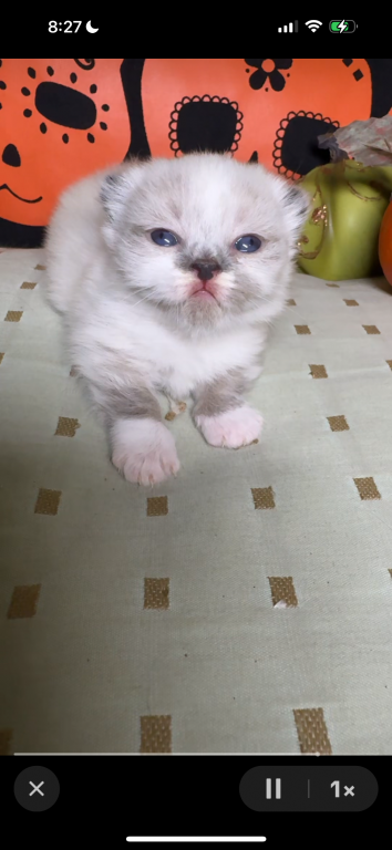 Munchkin photo 6