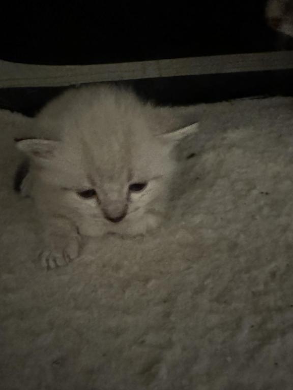 Munchkin photo 19