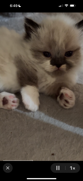 Munchkin photo 1
