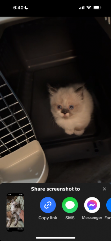 Munchkin photo 5