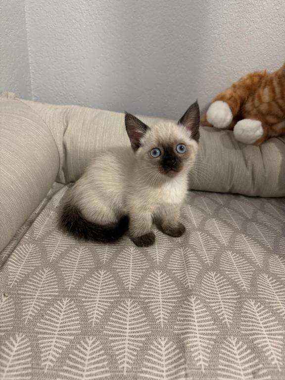 Munchkin photo 15