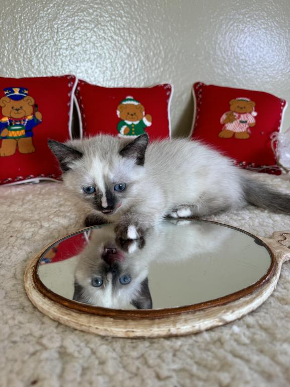 Munchkin photo 12