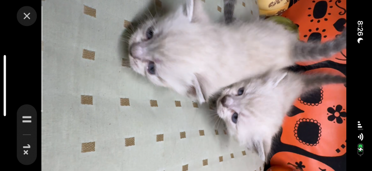 Munchkin photo 7