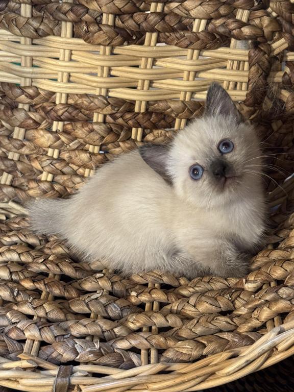 Munchkin