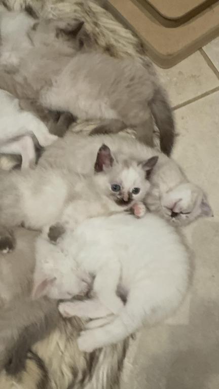 Munchkin photo 13