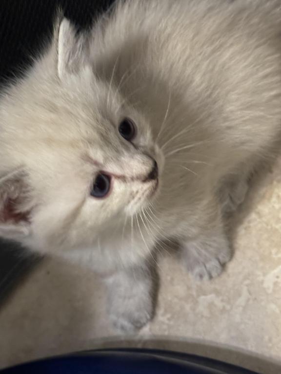 Munchkin photo 14